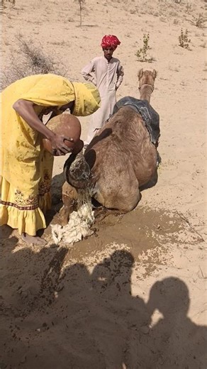 مشهدٌ مُدهش: تبريدُ الجَمَلِ في صحراءِ لا تُصدَّق! ❄️