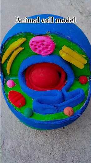 Animal cell model #science #shorts biology project work