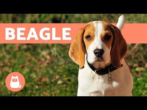 BEAGLE - Origem, características e treinamento (TUDO SOBRE A RAÇA)