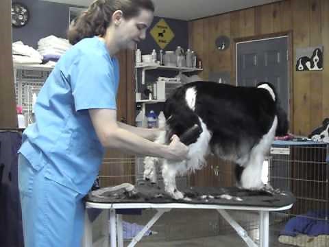 English Springer Spaniel Grooming, Part 2