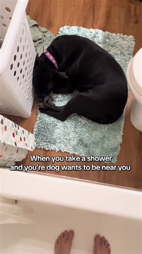 Well, hello Prana… I guess I was taking too long 😂 #dogsoftiktok #pitbullsoftiktok #dogmom #dogs #pitbull