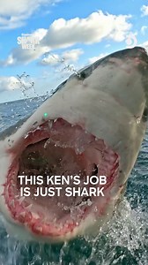 7.8K views · 84 reactions | Comes with fins, razor sharp teeth, and unending jaws. 麗  Shark Week: August 7-13, every night at 7.10PM (SEA) | 6.10PM (BKK/JKT) on Discovery Channel | Discovery Channel Southeast Asia | Facebook