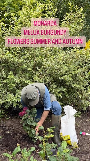 MONARDA “Melua Burgundy” flowers non stop for months . Loved by bees and butterflies. Winter hardy and lasts for years. Planting time is from now, Available in webshop https://pergolanurseries.ecwid.com ALL IRELAND DELIVERY 🚚 32 Counties WEBSHOP https://pergolanurseries.ecwid.com Pergola Nurseries Garden Corner, Virginia,Co Cavan A gardeners oasis of quality plants Open Tuesday to Saturday 10.30-6 Open Sundays 2-6 | Pergola Nurseries Garden Corner