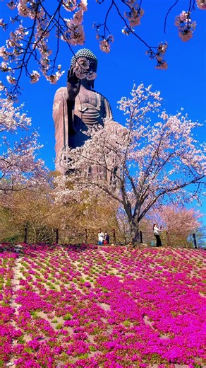 Explore Ushiku Daibutsu: The 120-Meter Giant Buddha
