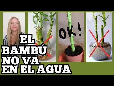 🎋el BAMBU NO va en AGUA! /CUIDADOS del BAMBU de la SUERTE. ‪@VerónicaCampaniniPlantas‬