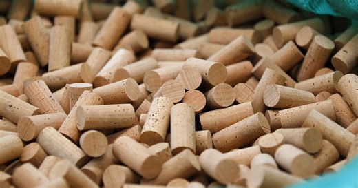 Morocco pilots new and more efficient technique for harvesting cork | Africanews