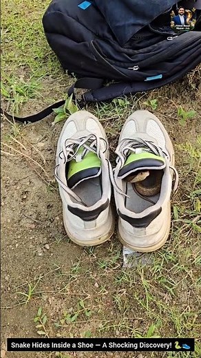 Snake Hides Inside a Shoe — A Shocking Discovery! 🐍👟 #snake #wildliferescue #wildlifeentertainment