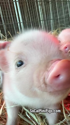 Adorable Baby Piglets Compilation | SoCalMiniPigs.com