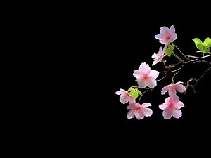 Flowers branch black background | Black screen flower | Black screen tree branch moving background