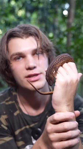 Herping.com on Instagram: "🌿🦎 Meet the Earless Monitor! 🦎🌿 This rare and fascinating lizard is known for its prehistoric appearance and the absence of visible ear openings, giving it its unique name. Native to Borneo, the Earless Monitor is a secretive and semi-aquatic species: 🔸 Habitat: Prefers moist, tropical environments near streams, rivers, and swamps 🔸 Diet: Feeds on small invertebrates, fish, and amphibians 🔸 Behavior: Nocturnal and elusive, often hiding under rocks or vegetation 