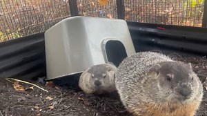 Before all the snow of the last few weeks, Sally and Poutine were outside having a blast excavating their enclosure! Our groundhogs have a 2.5 foot deep 'dig box' where they can satisfy all their digging needs. You can meet both Sally and Poutine at our upcoming Shadow Showdown event at the Indiana Welcome Center in Hammond, IN on January 31st from 9am-2pm! More information for the event can be found at: www.humaneindiana.org/events! | Humane Indiana Wildlife