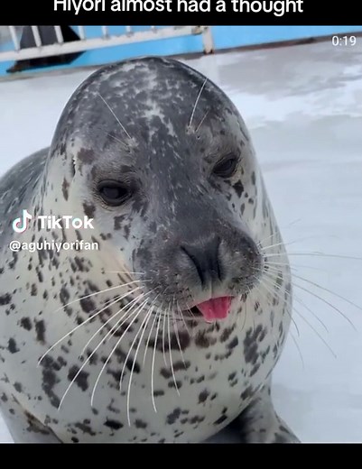 Adorable Seal Hiyori: The Cutest Pinniped on Instagram