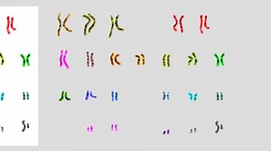 Human male chromosomes (ヒト男性染色体) - Download Free 3D model by yanosen (@yanosen_jp)