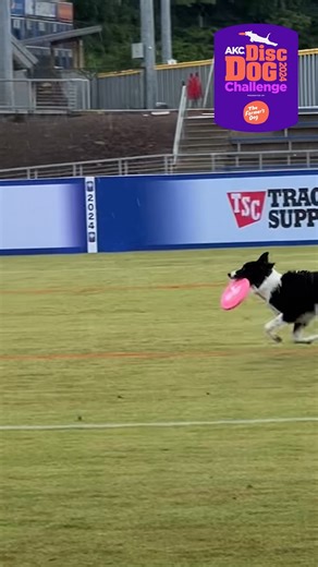 22K views · 131 reactions | A look back at our high flying disc dog challenge winners!  | American Kennel Club | Facebook