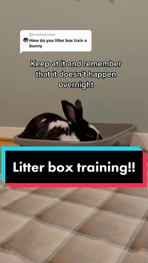 Answer to @mrjeffee3 litter box train your bunny! #howto #littertraining #rabbitcare #bunny #bunnyrabbit #petcare #petsoftiktok #learnhow #tutorial