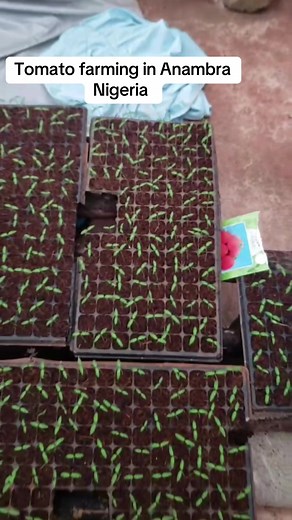 Tomato Farming in Anambra Nigeria
