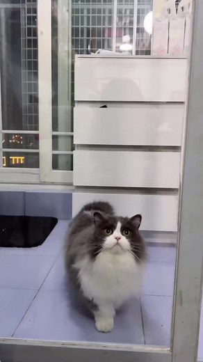 🤭🤭🤭#猫 #猫のいる生活 #猫のいる暮らし #猫可愛い