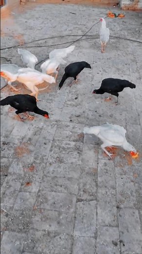 Aseel Murghiyan | Pure Aseel Breeds | Original Aseel Collection | High Quality Aseel 2025”