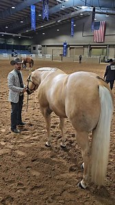 109K views · 1.9K reactions | Grand Champion Solid Gelding/Stallion- Tennacious Shown by Joseph Holman Color Breed Congress #aqha #ptha #phba #pinto #Gelding #Palomino | Holman Halter Horses | Facebook