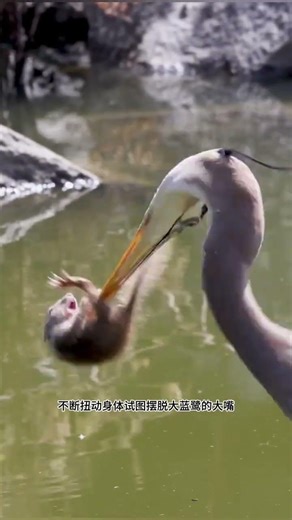 The big blue heron ate a squirrel#Popular science knowledge#Animal World