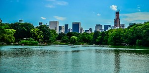 Greener but not cleaner? How trees can worsen urban air pollution