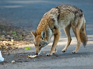 Worcester To Create Coyote Map For Pet Owners
