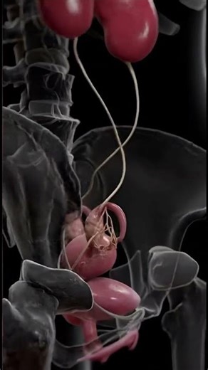 Your Body's Ultimate "Cleaning System" 🚿 #shorts