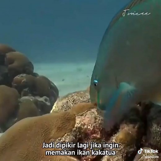 pasir di pantai dari eek ikan #ikankakaktua #Serunyabelajarbareng #fyp