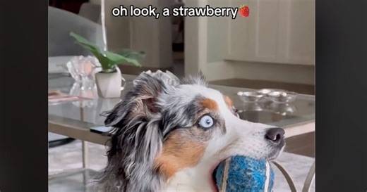 What Is TikTok’s 'Oh Look, a Strawberry' Viral Trend? Explained