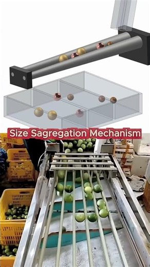 😱🙄How Automatic fruit size sorting Mechanism 🤔 #shorts