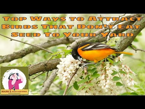 Top Ways to Attract Birds That Don't Eat Seed to Your Yard