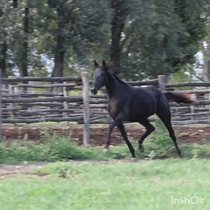 😱 UNA BELLEZZA ALLUCINANTE 😱 Allevamento Le Fontanette Presenta: LUNANERA FONT 🇮🇹 femmina baio oscuro da Ringostarr Treb e Ola Bi da Pine Chip,nata il 25/01/2024. Sorella di: Capotempesta Font 🇮🇹 1.12.8⏱️ 32.800E Dylan dog Font 🇮🇹 1.10.7⏱️ 180.000 euro Pluri vincitore in gruppo 3 e piazzato in corse di gruppo 1 - 2 - 3 Fujiko Font 🇮🇹 1.14.1⏱️ 20.000 euro La seconda madre,Meadowbrach Emily 🇺🇲 Ha prodotto campioni come: Stallone Jet 🇮🇹 1.13.8⏱️ 262.000 euro Vincitore e piazzato class