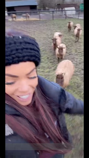 Manx loaghtan have a new mum | My Pets Palace