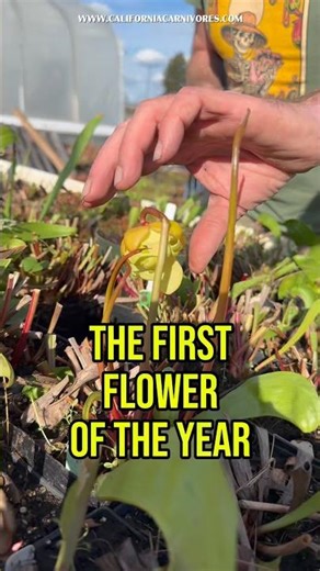 The first flower of spring!