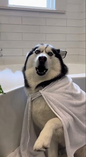 Husky's Epic Bath Protest