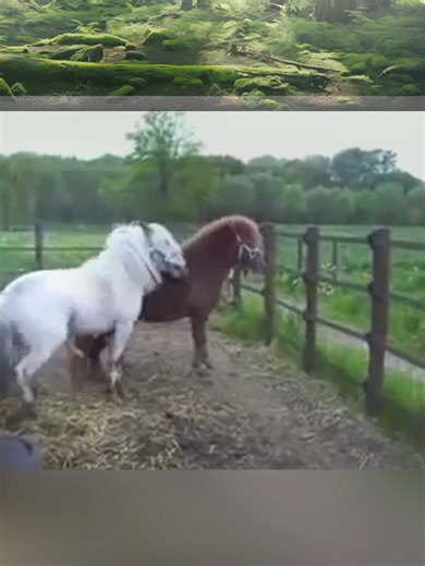 The Love Between Horses: Stallion and Mare Connection