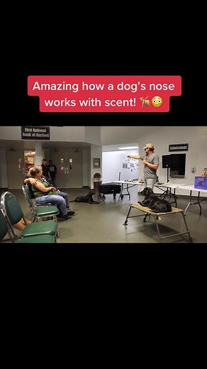 Amazing when you think about the processing a dog does when scent tracking! 💯🦮 #dogtraining #tracking #trackingdog #dog #dogs #fyp