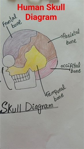 Human Skull Labeled Diagram | Easy Drawing