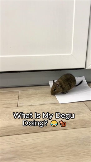 I Have No Idea What He’s Doing 😂