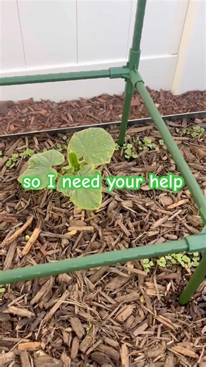 What should I do? 😅👩🏾‍🌾 #gardening #garden #shorts