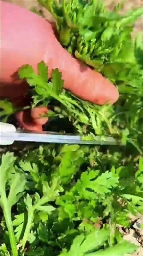 Fresh Vegetable Harvesting Process Using Professional Garden Scissors for Organic Farming DIY
