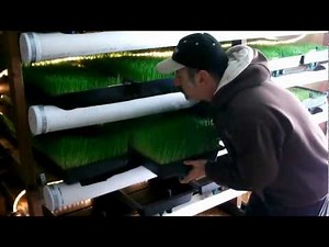 Barley Fodder Grow Room Procedures - Step by Step through the Daily Task