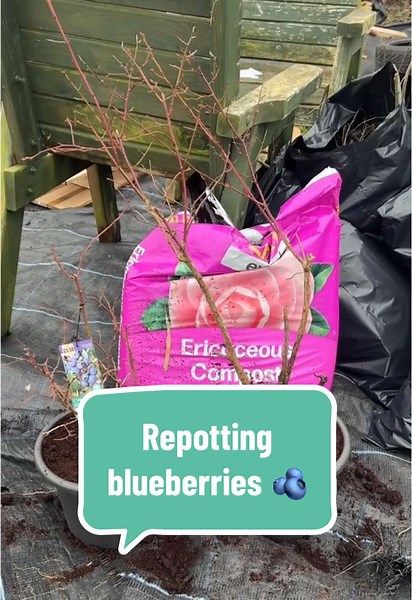 Transplanting Blueberries: Tips for Success