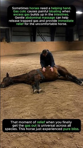 🐴😭Horse Gets Ultimate Gas Relief😭🐴
