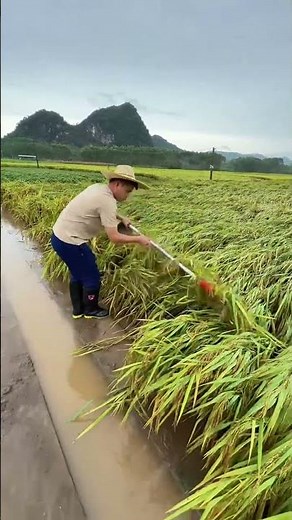 Traditional Rice Harvesting: Manual Sickle Technique | 伝統的な稲刈り技術：鎌を使った手刈り作業