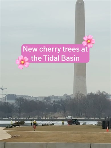 🌸 Cherry blossom season is approaching — and so are some new trees at the Tidal Basin! These trees, donated by the nation of Japan, are replacing the ones that had to be removed in 2024 to make way for the Tidal Basin seawall rehabilitation project. Most of the saplings are varieties of cherry trees, according to the National Park Service. They'll be planted in the next few months, bringing more of the beautiful blossoms to the National Mall. Are you excited for peak bloom? 🌸 #cherryblossoms #