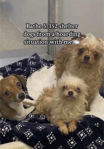 Bathe Shelter Dogs from a Hoarding Situation