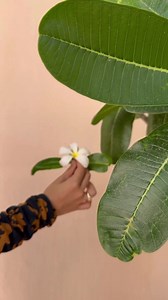 8.7K views · 181 reactions | SUMMER UNSTITCHED VOLUME 1 This time its bigger and brighter. Picturesque prints and Ego's celebrated lawn; the perfect combination for your day to night look. With the right amount of 'EGO' to unstitched, we bring you a little sugar and spice from 'basic digital lawn' to 'luxury capsule collections' this Summer 2023 Online from 23rd of May 2023 In-stores on 25th of May 2023. Visit our website now at https://bit.ly/3MUIBHy #unstitchedbyego #Wearego | EGO | Facebook