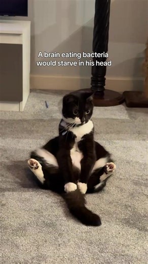 Fungus in My Brain: A Silly Cat Adventure