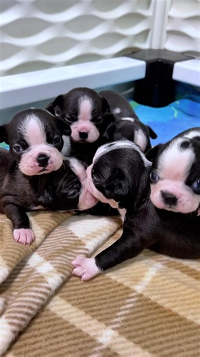 Signs of Puppy Play in Boston Terriers
